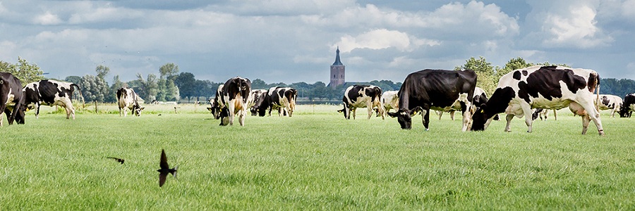 Pacific Dairy profile banner