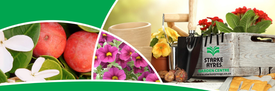 Starke Ayres profile banner Starke Ayres profile banner
