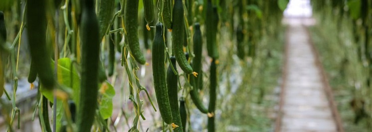 Flavorite Hydroponic Tomatoes banner