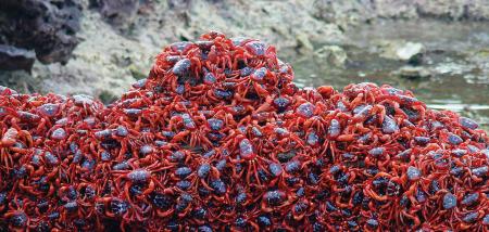 Red crab migration, Christmas Island National Park. Credit: Max Orchard, Parks Australia.
